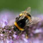 Le regine dei bombi dimostrano gli effetti complessi dell’esposizione ai pesticidi sulla salute degli impollinatori.